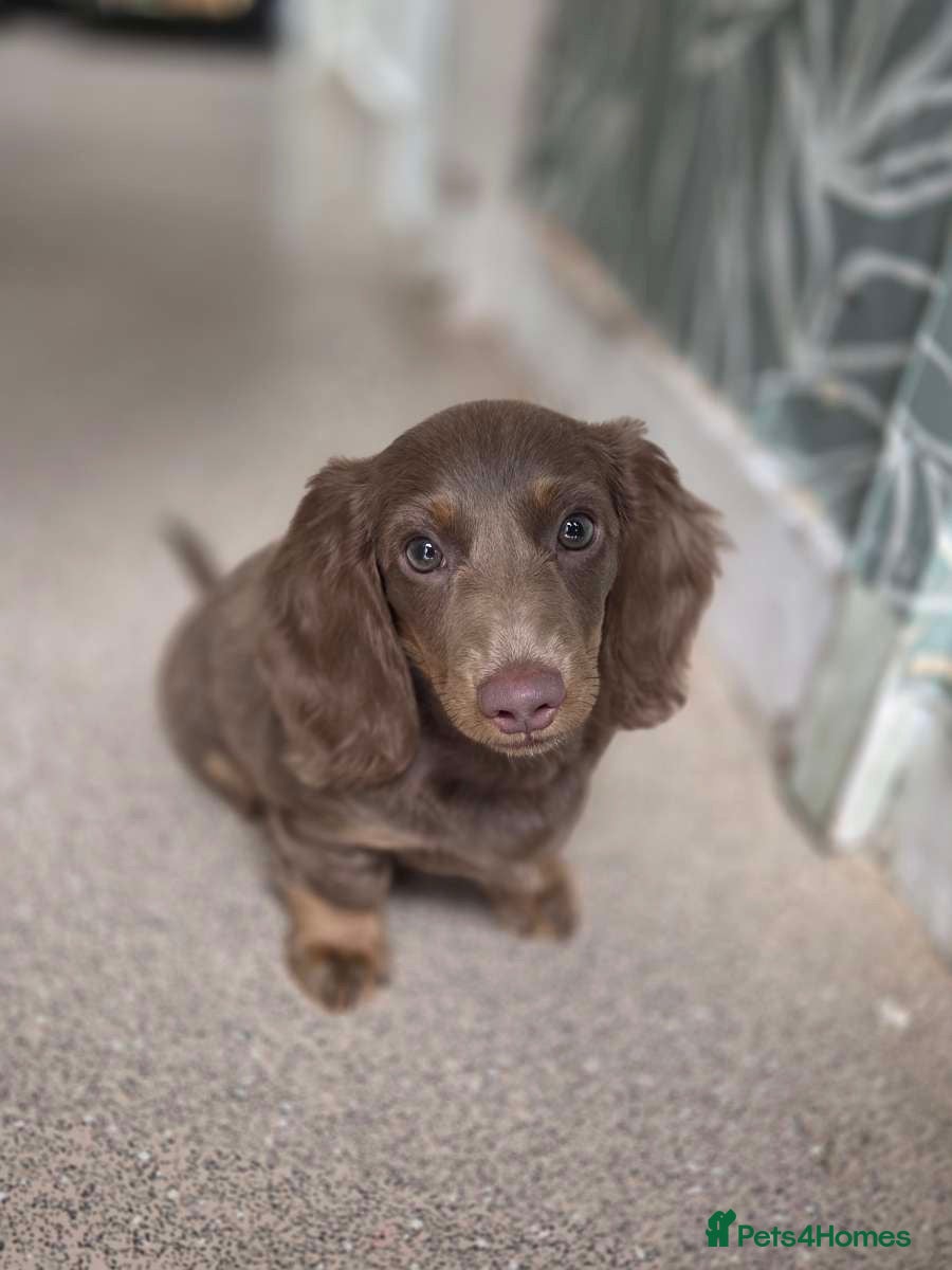 Miniature Dachshund dogs Molly - Advert 1