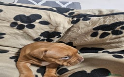 Mixed Breed dogs for sale: Mixed breed puppies - Advert 17