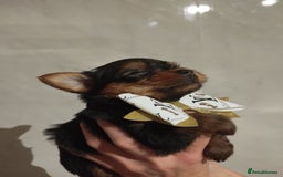 Yorkshire Terrier dogs for sale: 💝💝Beautiful miniature babies 💝💝 - Image 10