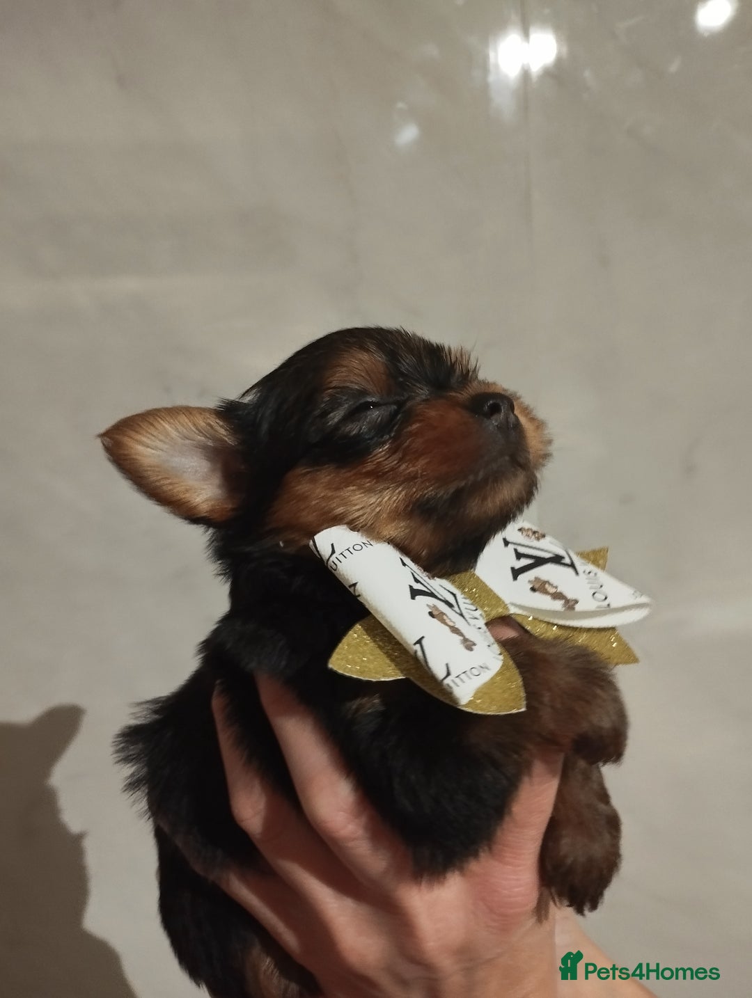 Yorkshire Terrier dogs for sale: 💝💝Beautiful miniature babies 💝💝 - Image 10