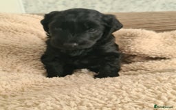 Labradoodle dogs for sale: Rare Roan Ebony Tiny/Mini Labradoodlese Puppies  - Image 31