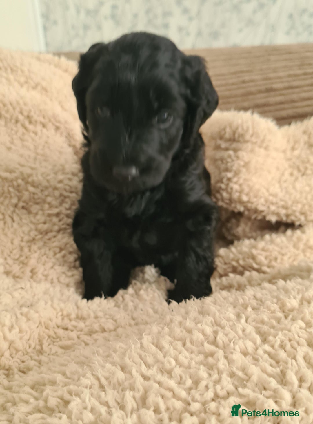 Labradoodle dogs for sale: Rare Roan Ebony Tiny/Mini Labradoodlese Puppies  - Image 31