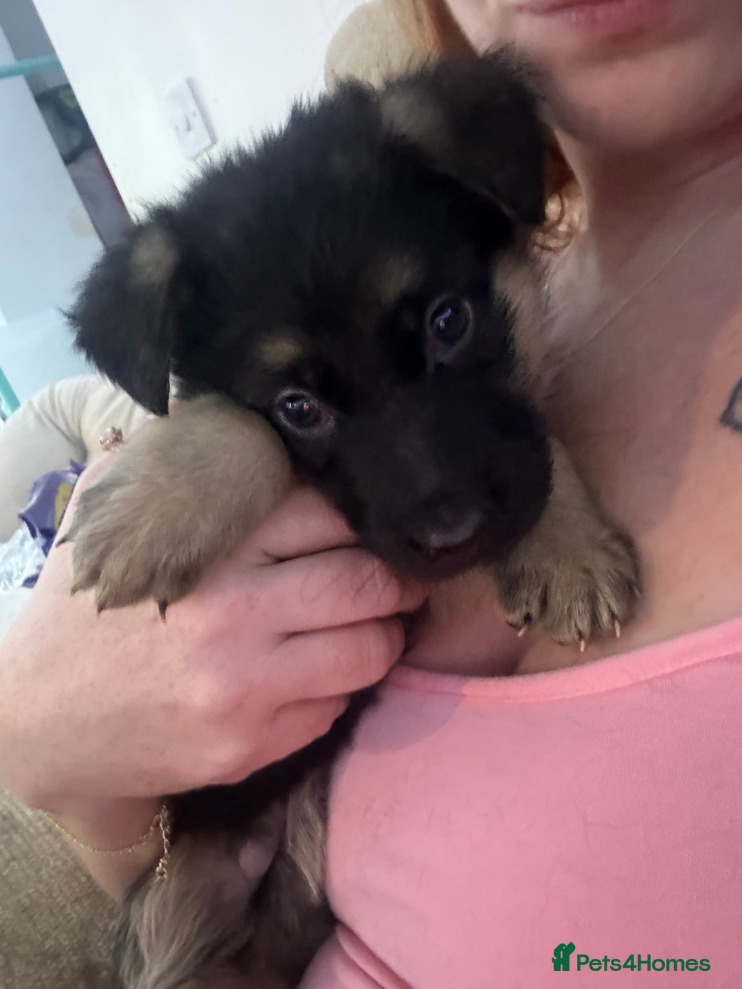 German Shepherd dogs for sale: Beautiful German Shepherd puppies  - Advert 10