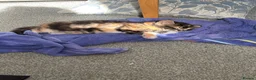 Mixed Breed cats for sale: Three beautiful kittens looking for forever home  in Slough - Advert 7