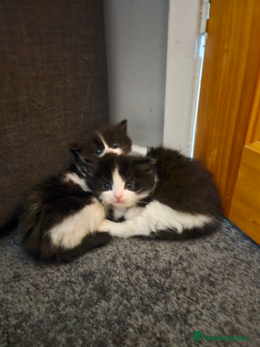 Turkish Angora cats for sale: Turkish Angora cross breed kittens - Advert 20