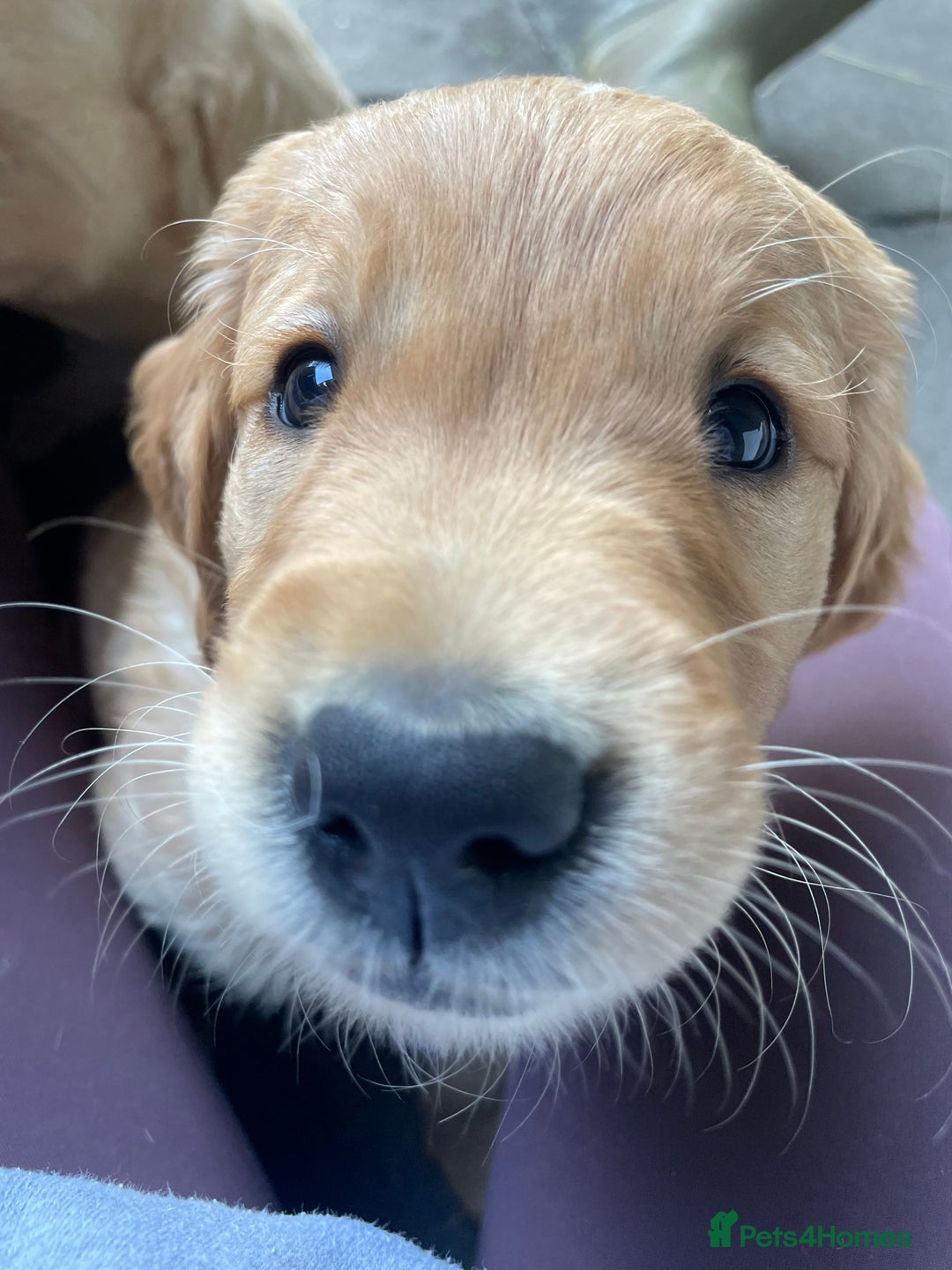 Golden Retriever dogs for sale: 2 beautiful golden retriever boys available. - Image 18