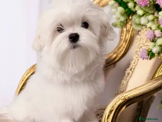 Maltese dogs 💎Last Boy Show Line Korean Maltese Available💎 - Advert 17