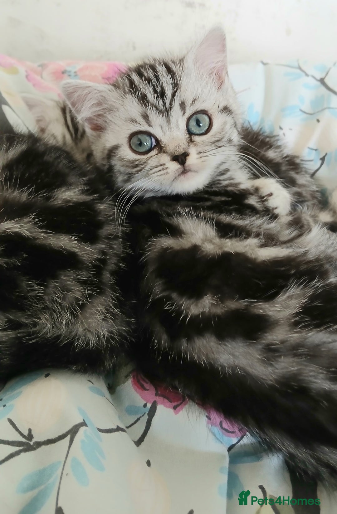 British Shorthair cats for sale: Bsh. Silver Tabby Classic .GCCF . - Advert 12