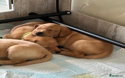Labrador Retriever dogs for sale: KC Fox Red Labrador Pups - Health tested - Image 12