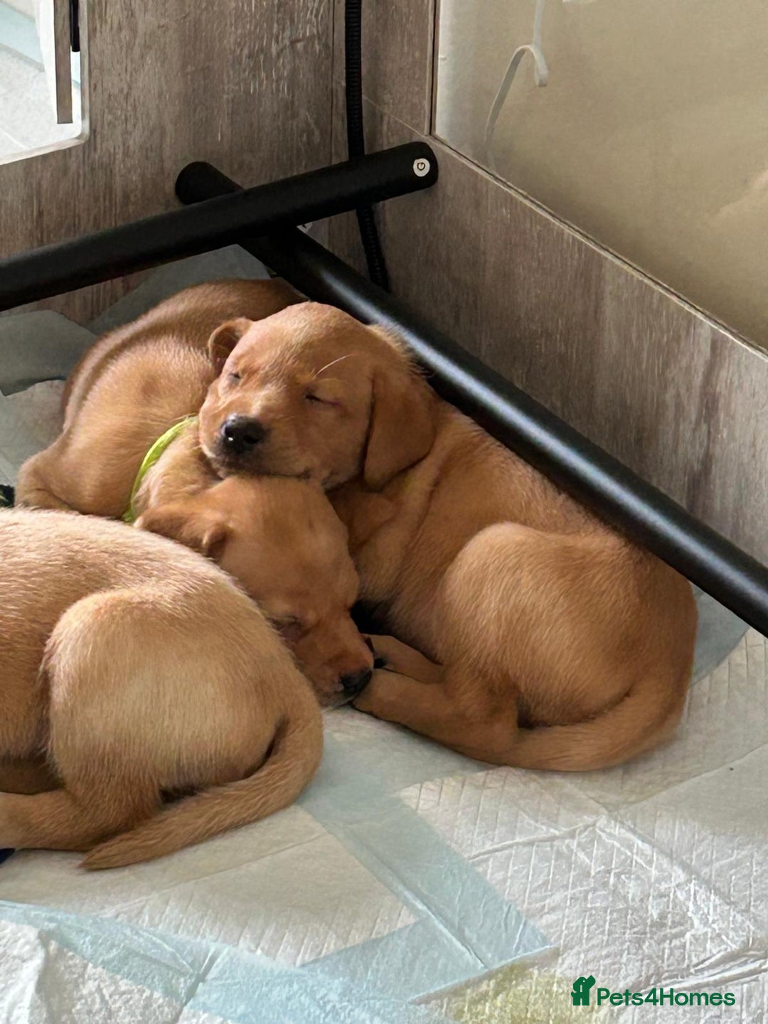 Labrador Retriever dogs for sale: KC Fox Red Labrador Pups - Health tested - Image 12