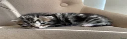 Persian cats for sale: Adorable Kittens for Sale - Advert 4