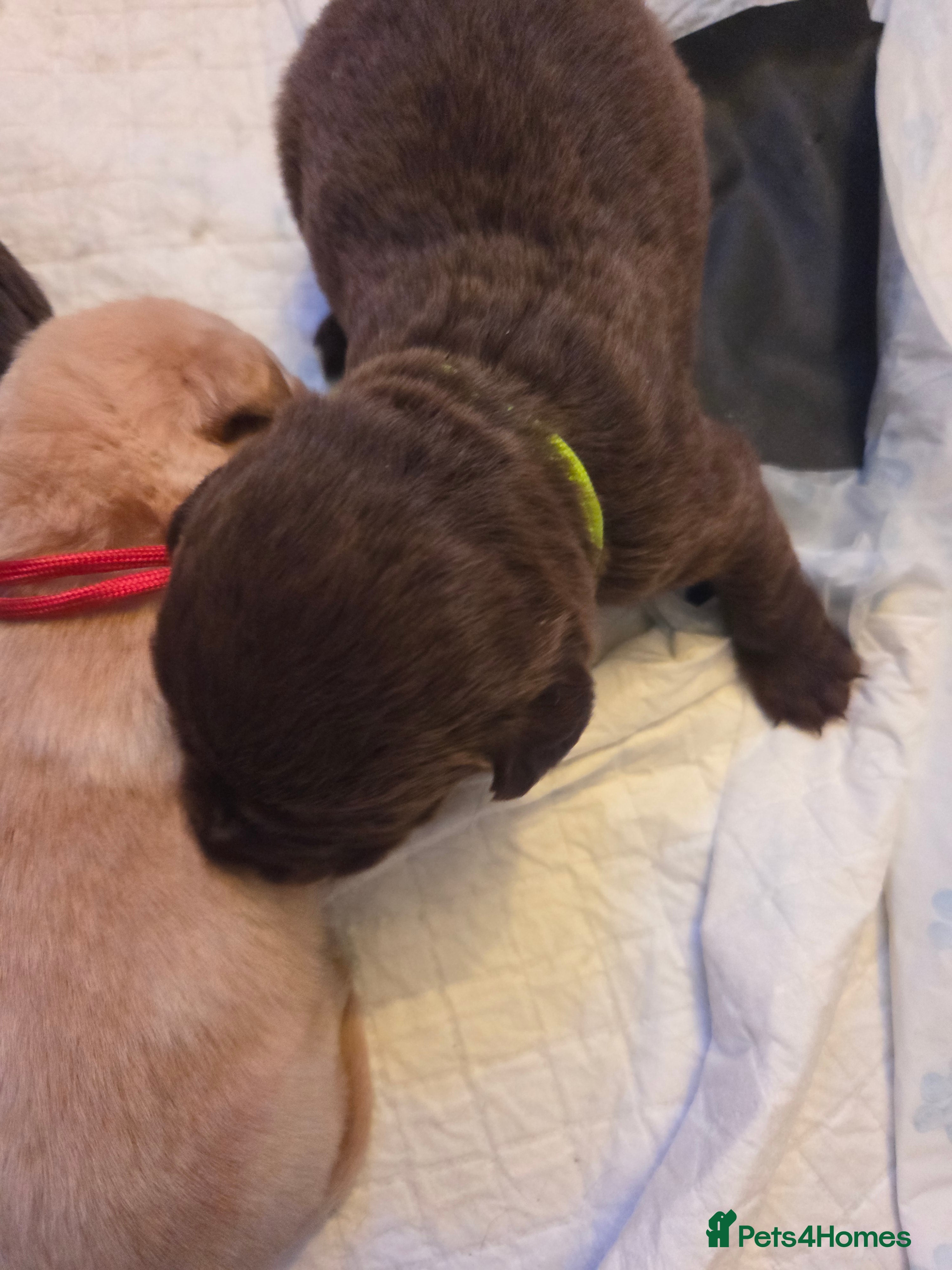 Labrador Retriever dogs for sale: Labrador Puppies  - Advert 2