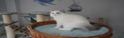 Ragdoll cats for sale: TICA register kittens - Advert 11