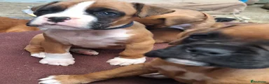 Boxer 2