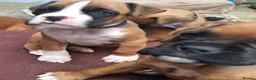 Boxer dogs for sale: Boxer puppies kc registered 5 star council licence - Advert 36