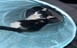 Mixed Breed cats for sale: 3 ragdoll mix kittens  - Image 4