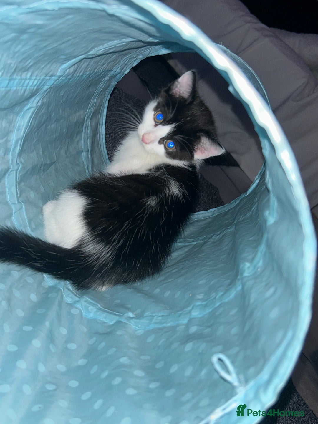 Mixed Breed cats for sale: 3 ragdoll mix kittens  - Image 4