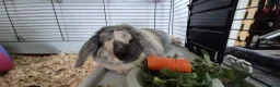 Mixed Breed rabbits for sale: Female rabbit - Advert 4