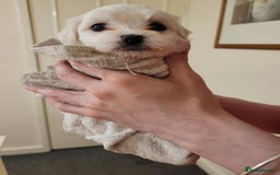 Maltese dogs for sale: Sale:4 maltese pups  - Image 9