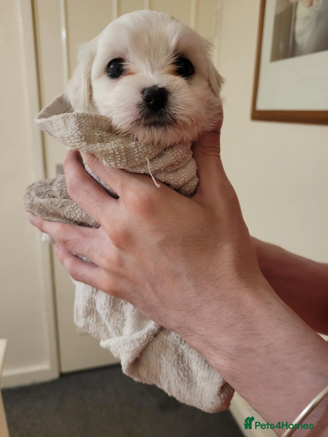 Maltese dogs for sale: Sale:4 maltese pups  - Image 9