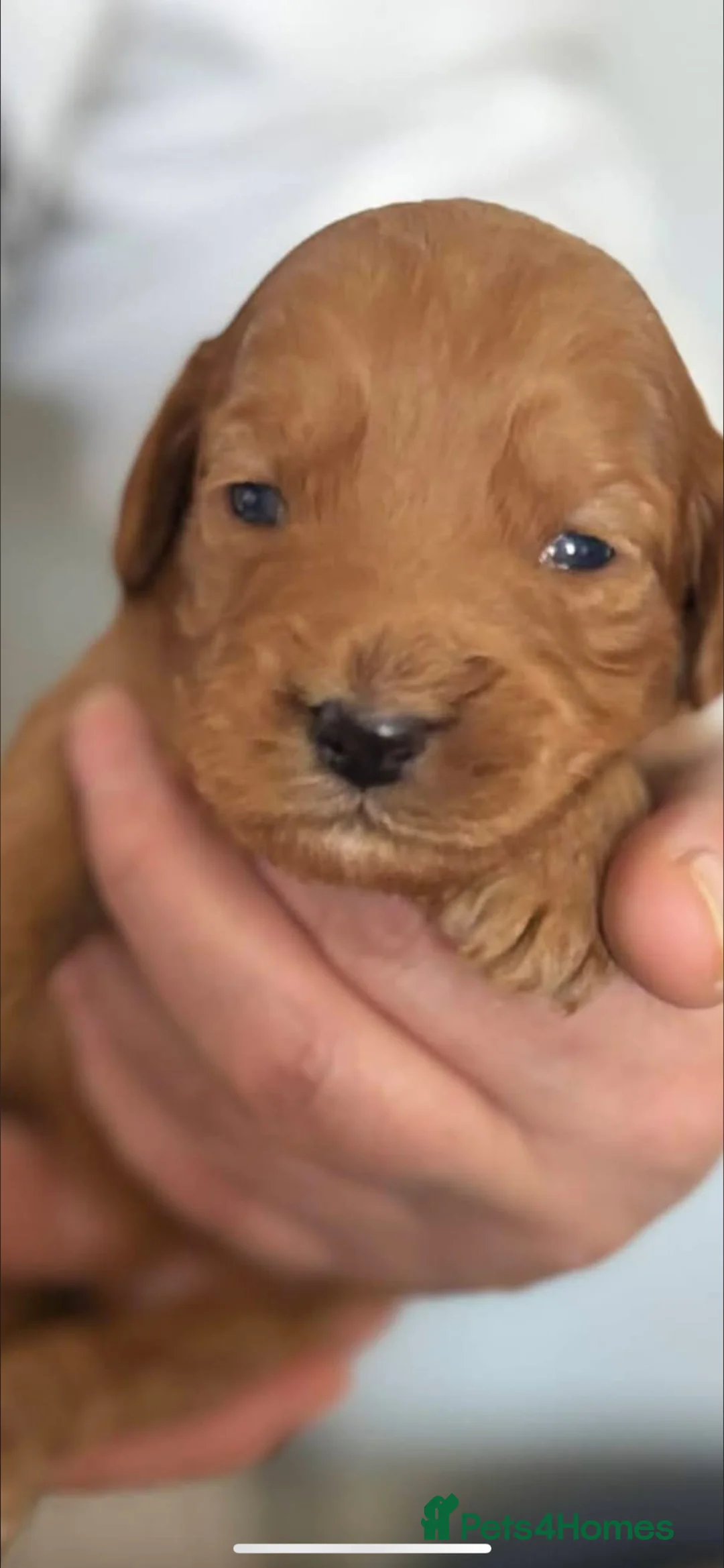 Cockapoo dogs for sale: Male Cockerpoo F3  - Advert 2