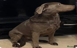 Labrador Retriever dogs for stud: Silver KC Reg Labrador stud dog for sale - Image 3