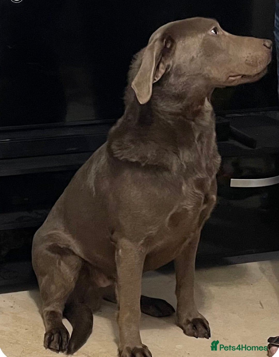 Labrador Retriever dogs for stud: Silver KC Reg Labrador stud dog for sale - Image 3