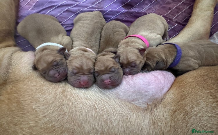 Dogue De Bordeaux dogs - Advert 16