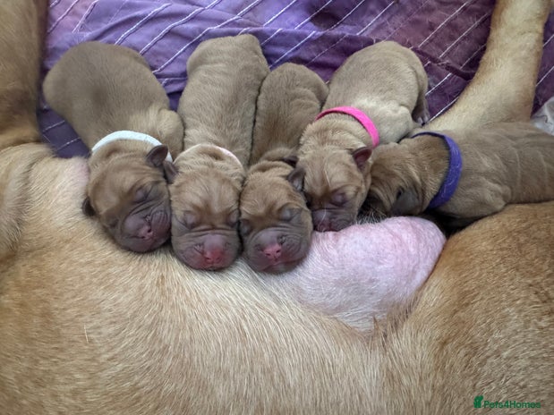 Dogue De Bordeaux dogs - Advert 7