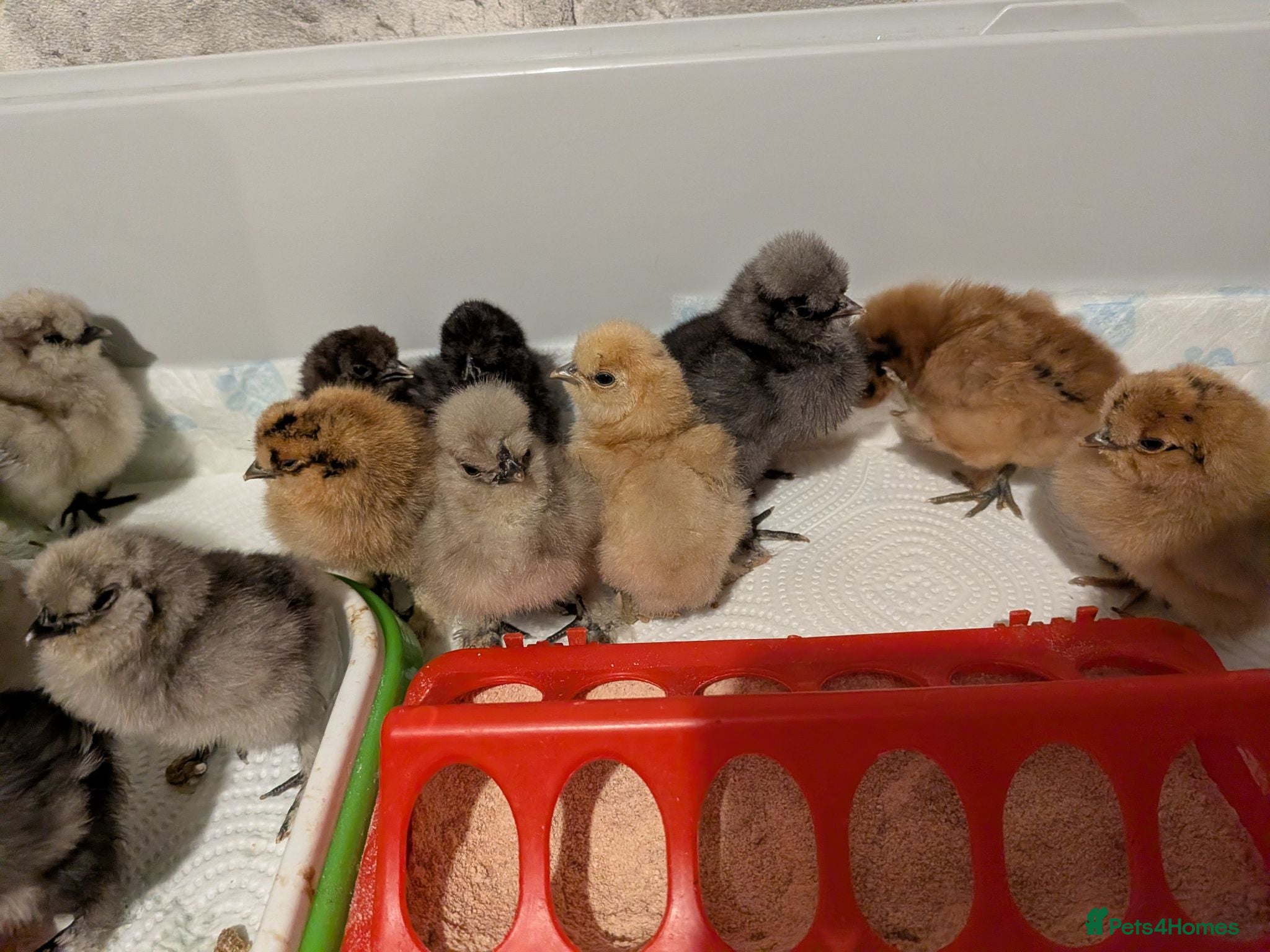 Chickens poultry Silkie Chicks - Advert 14