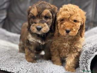 Cockapoo dogs Beautiful mini cockapoo puppy’s🩷🩵 - Advert 14