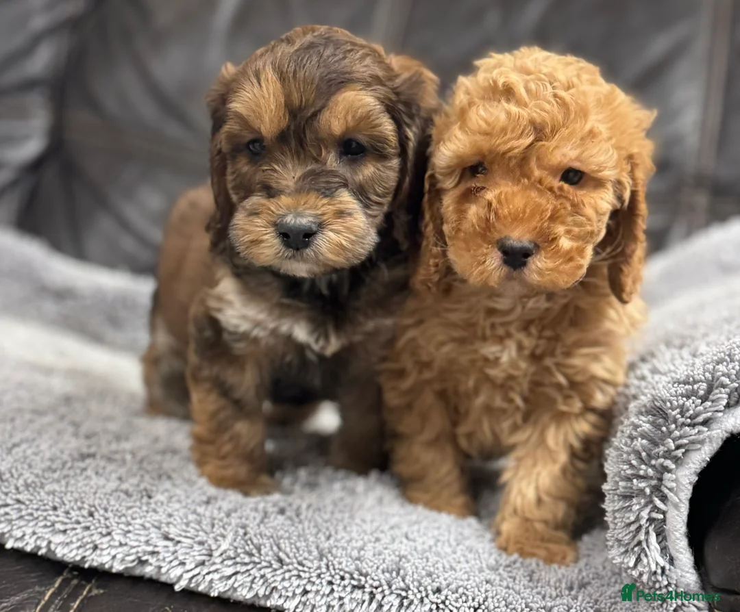 Cockapoo dogs for sale: Ready now!!Beautiful mini cockapoo puppy’s🩷🩵 - Advert 8