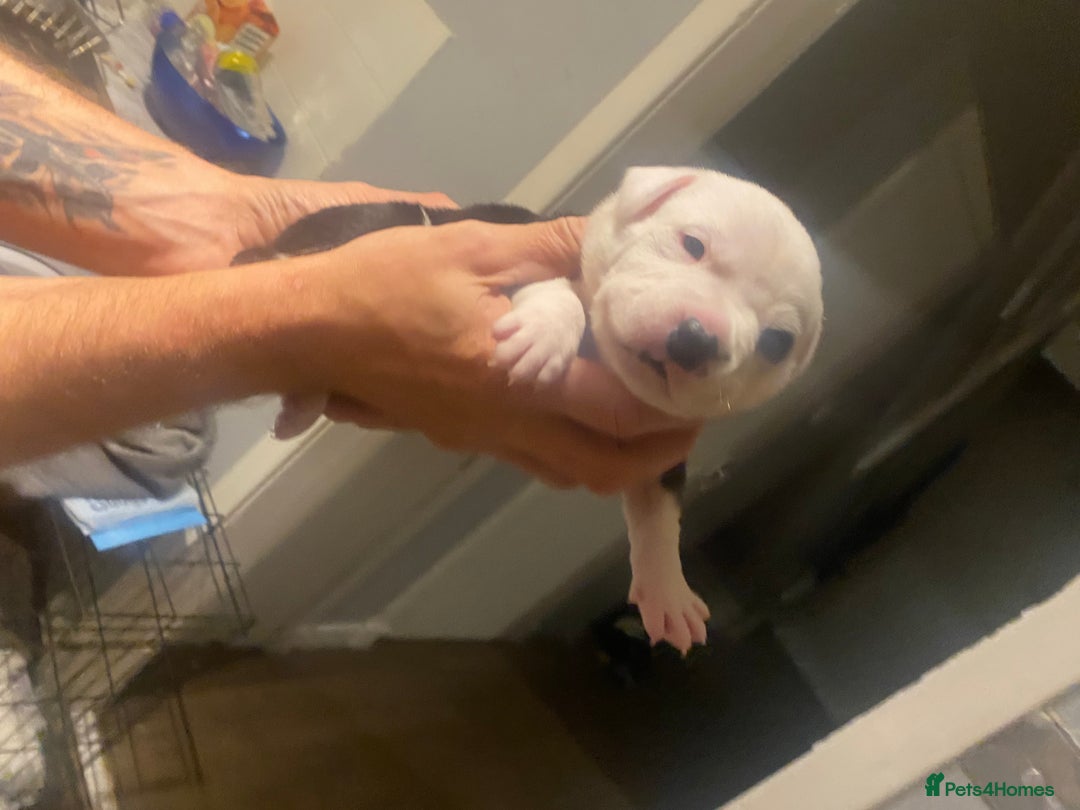 Staffordshire Bull Terrier dogs for sale: White staffy for sale  - Image 9