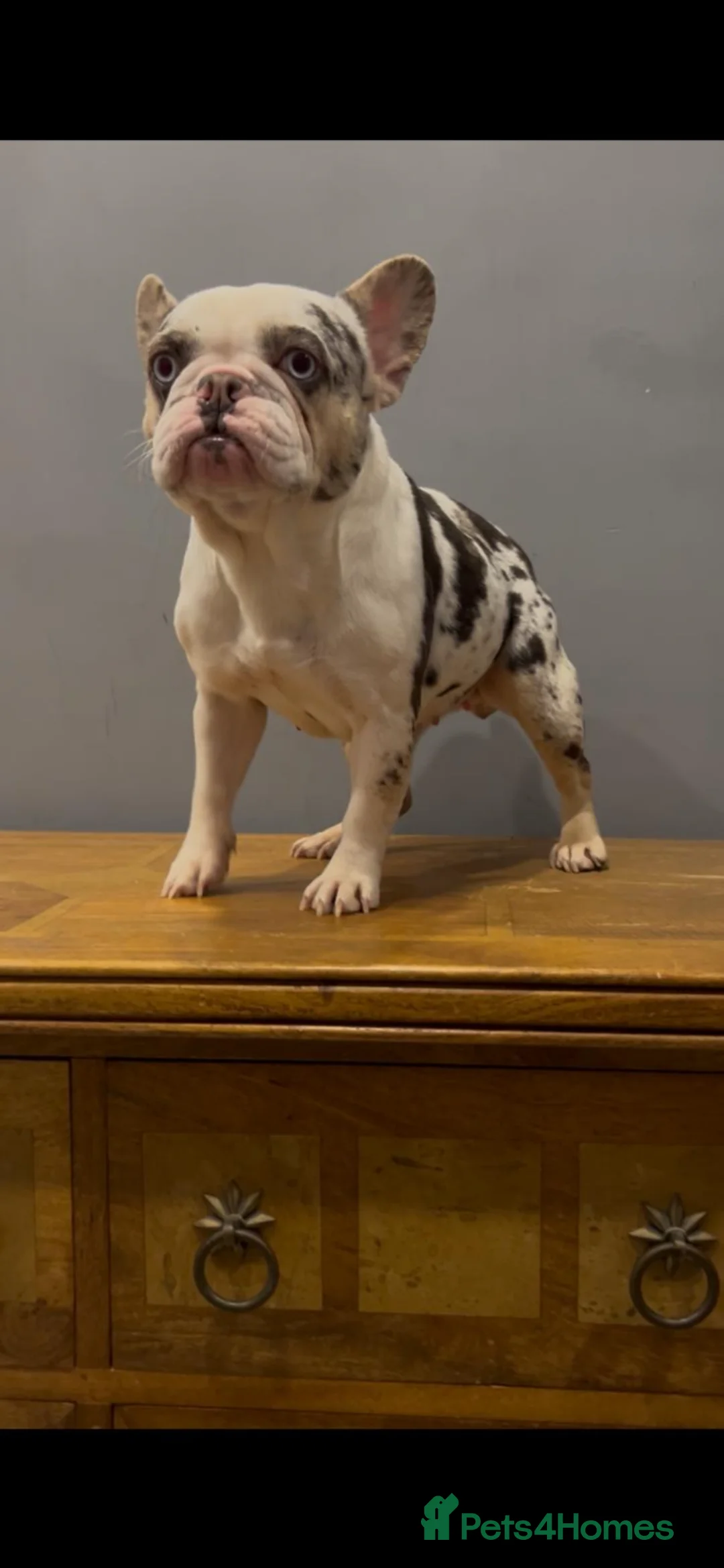 French Bulldog dogs for sale: Koi Merle French Bulldog - Advert 5