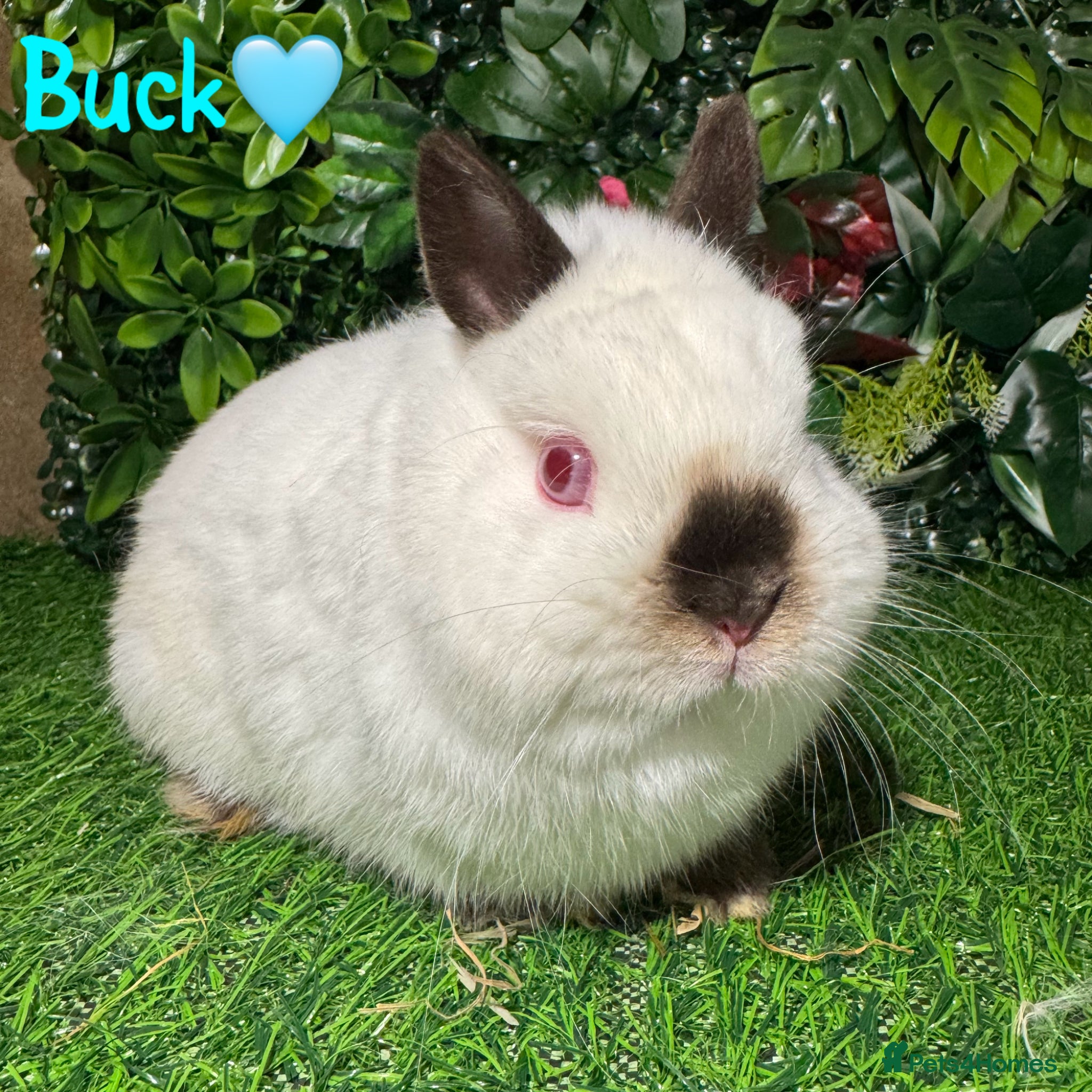 Netherland Dwarf rabbits ✨STUNNING NETHERLANDS DWARF,READY TO REZERVE ✨ - Advert 1