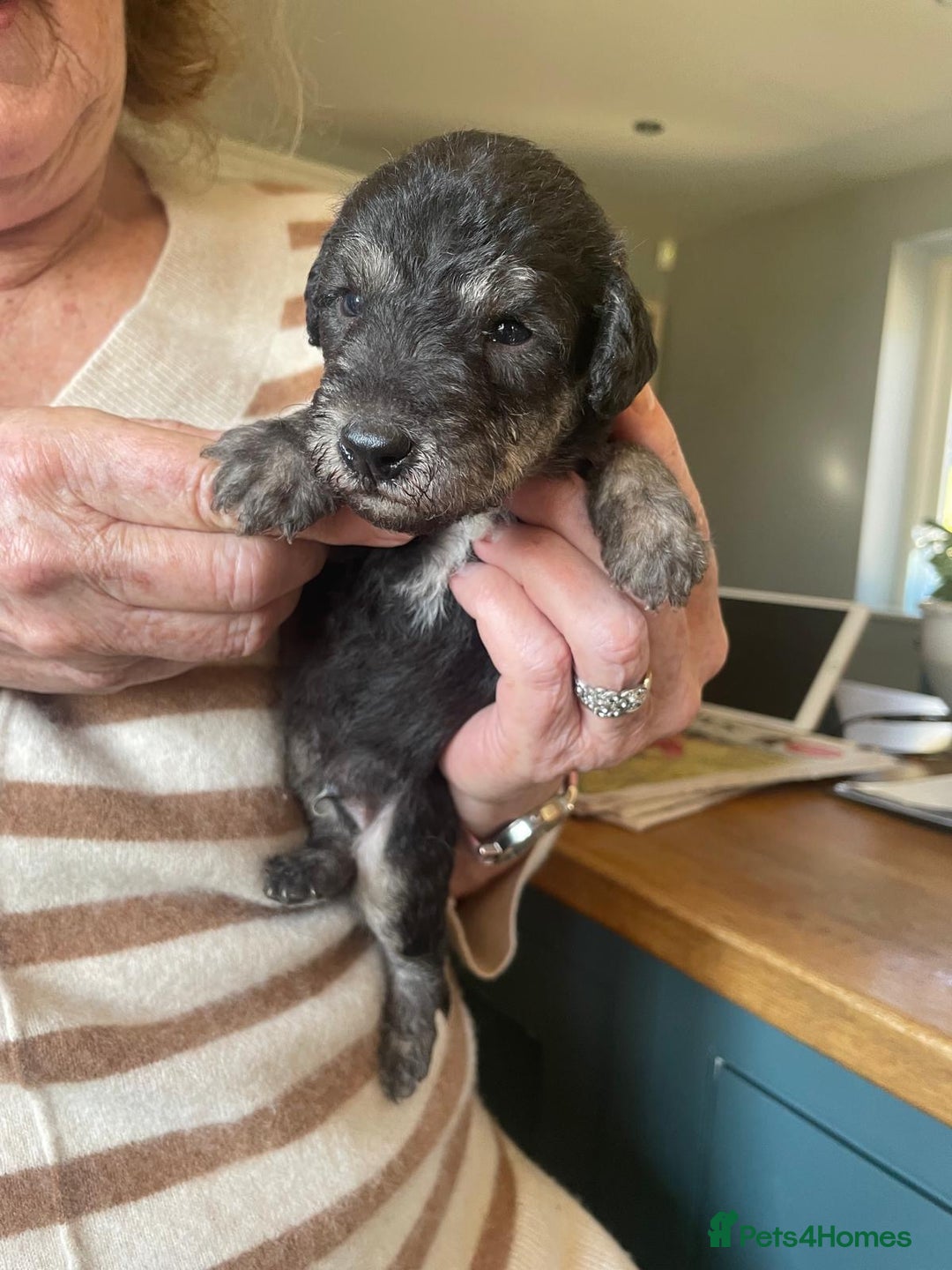 Whippet Dog Breed Price Terrier Cross Blue Bedlington Whippet