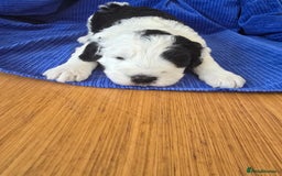 Sheepadoodle dogs for sale: Sheepadoodle puppies 1 boy left - Image 2