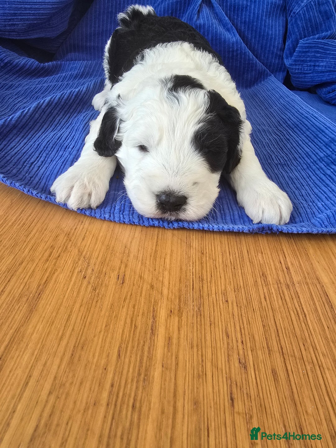 Sheepadoodle dogs for sale: Sheepadoodle puppies 1 boy left - Image 2