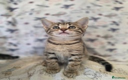 Maine Coon cats for sale: Maine coon x kittens - Image 12