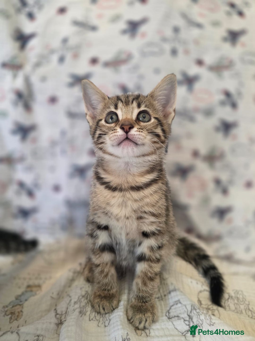 Maine Coon cats for sale: Maine coon x kittens - Image 12