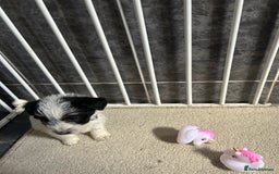 Jackapoo dogs for sale: 5 jackapoo puppies  - Image 12
