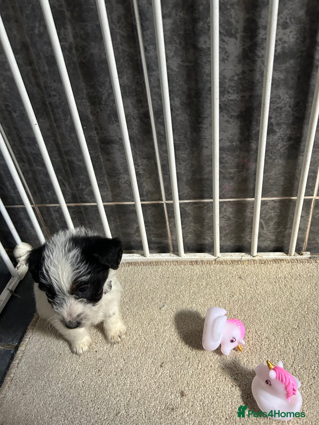 Jackapoo dogs for sale: 5 jackapoo puppies  - Image 12