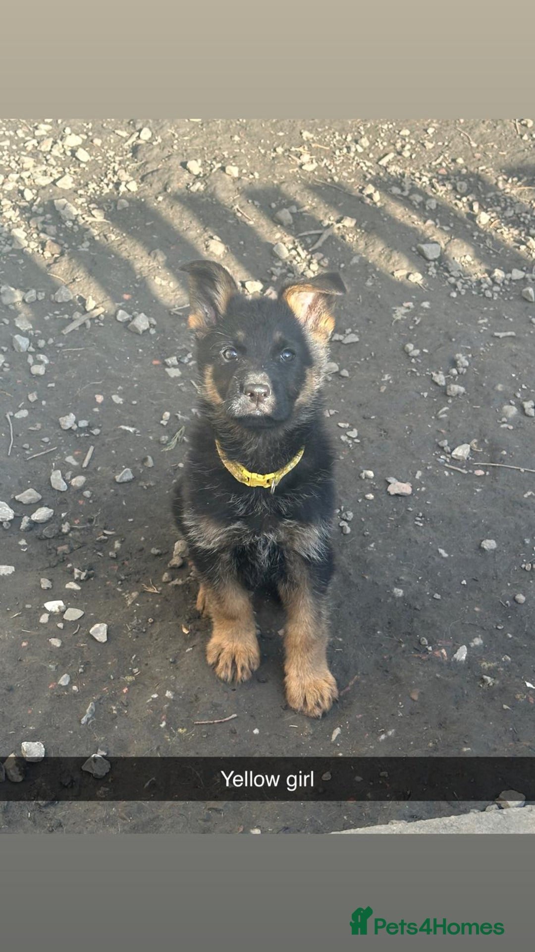 German Shepherd dogs for sale: Stunning blood line german shepherd puppy  - Image 9