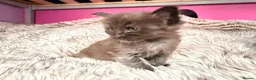 Maine Coon cats for sale: Giant Maine Coon male kittens TICA - Advert 3