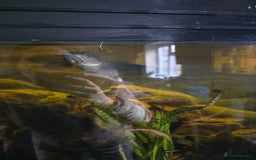 Angelfish fish for sale: Various fish - Image 1