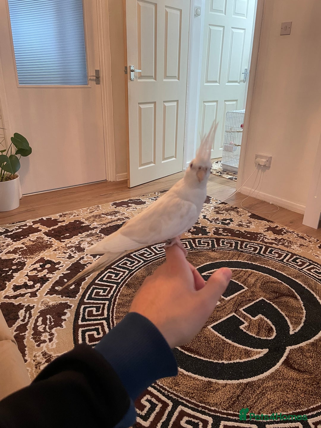 Cockatiels birds for sale: Male and female tame white cocktails for sell  - Advert 3