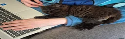 Mixed Breed cats for sale: Beautiful Black Ragdoll x Persian Kitten Ready Now - Advert 4