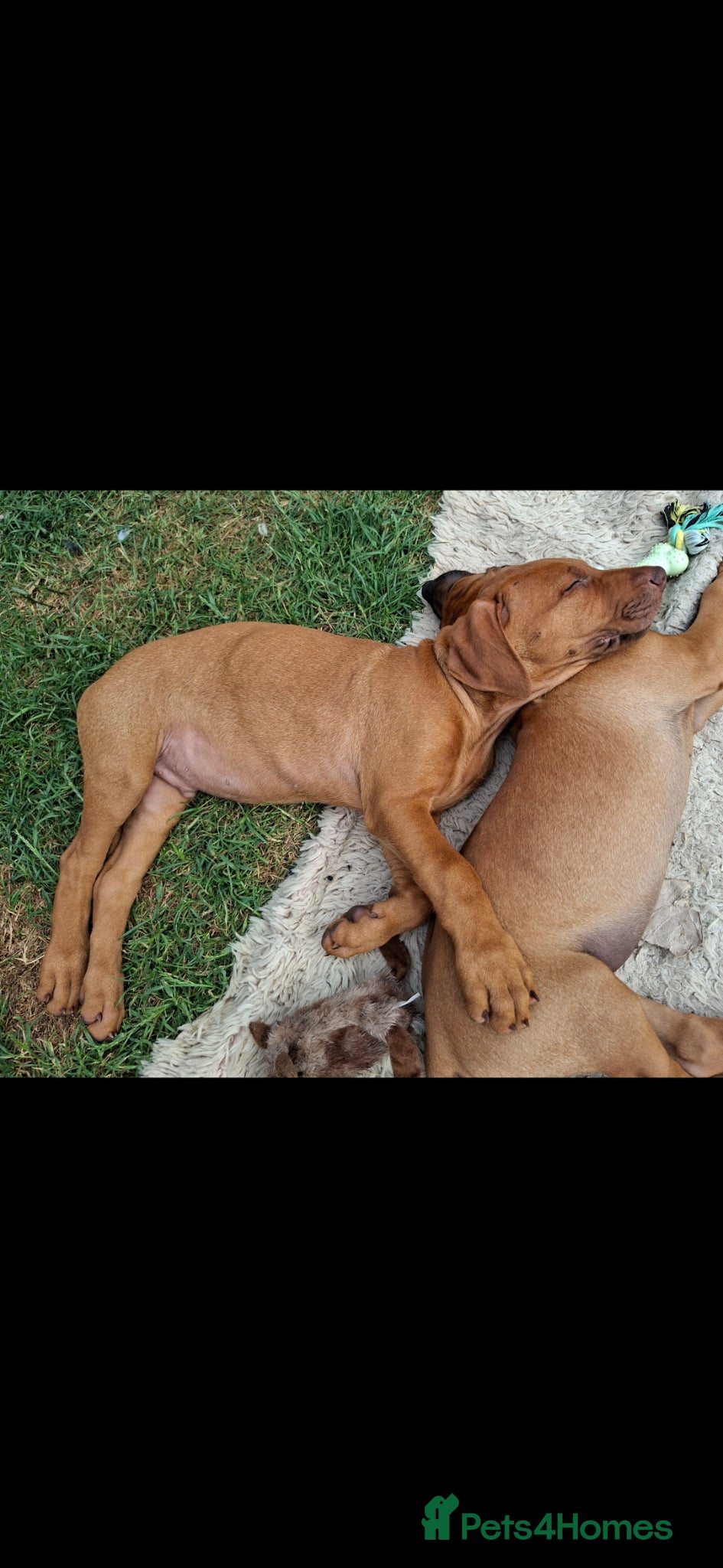Rhodesian Ridgeback dogs KC reg,Excellent Ridges,Health checked/Elb/Hip/JME - Advert 2