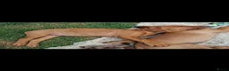 Rhodesian Ridgeback dogs for sale: KC reg,Excellent Ridges,Health checked/Elb/Hip/JME - Advert 5