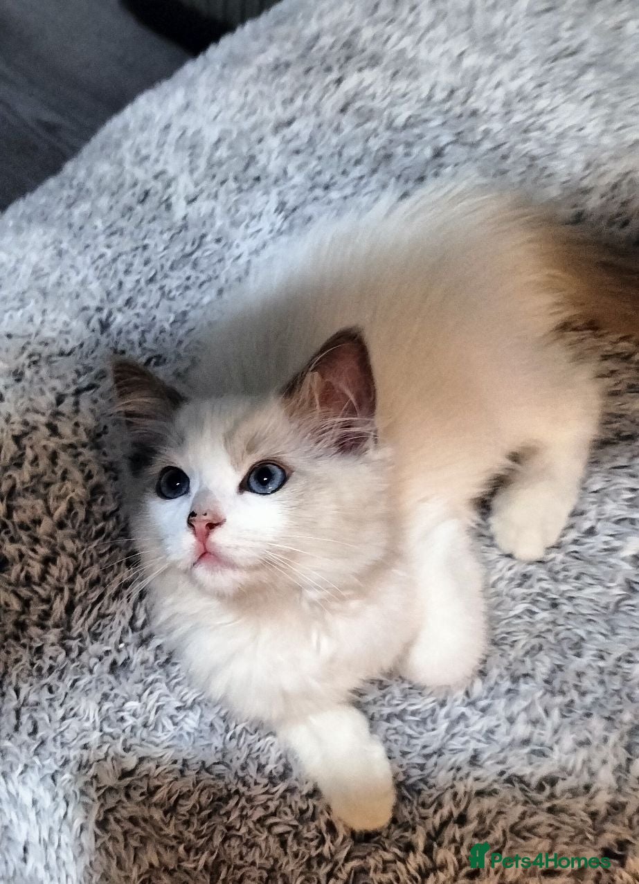 Ragdoll cats Stunning ragdoll kittens looking for new homes - Advert 6